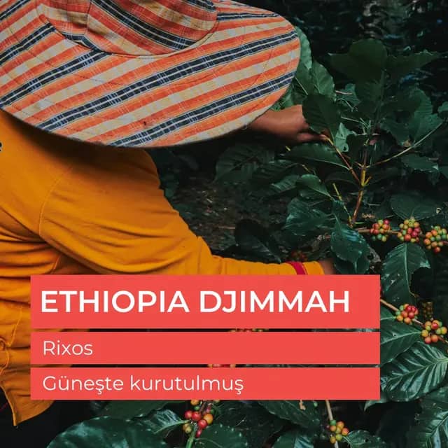 Ethiopia Djimmah Grade 5 - Çiğ Yeşil Kahve Çekirdek 1kg