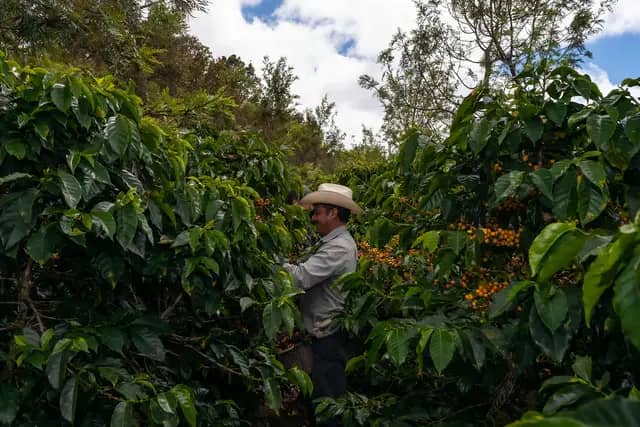 Guatemala Los Volcanes (Espresso - Filtre)