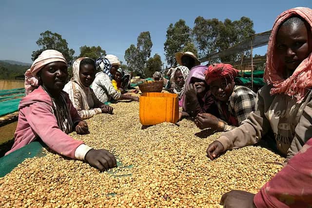 Worka - Slow Dry Natural - Ethiopia - 2025